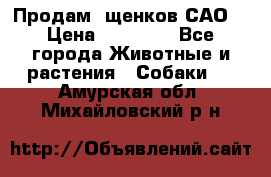 Продам ,щенков САО. › Цена ­ 30 000 - Все города Животные и растения » Собаки   . Амурская обл.,Михайловский р-н